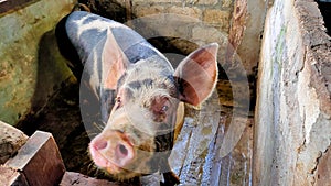 Pigs are kept in pens by local residents.