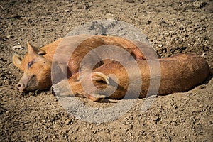 Pigs laying on farm