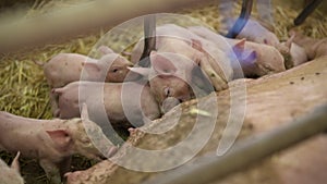 Pigs on Livestock Farm. Pig Farming. Young Piglets at Stable.