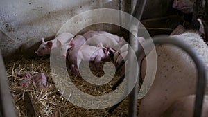 Pigs on Livestock Farm. Pig Farming. Young Piglets at Stable.