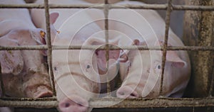 Pigs At Livestock Farm Pork Meat Production Agriculture