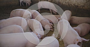 Pigs At Livestock Farm Pork Meat Production Agriculture