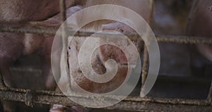 Pigs At Livestock Farm Pork Meat Production Agriculture