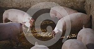 Pigs At Livestock Farm Pork Meat Production Agriculture