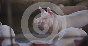Pigs At Livestock Farm Pork Meat Production Agriculture