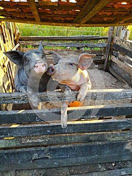 Pigs in love