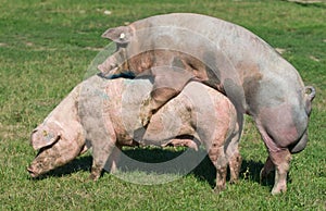 Pigs mating