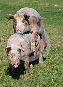 Pigs mating