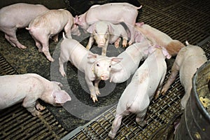 Pigs in modern barn sty