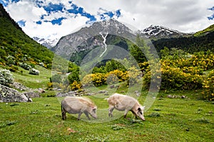 Pigs on mountain pasture