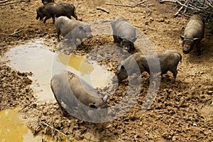 Pigs in mud