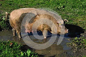 Pigs in mud