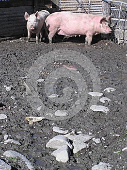 Pigs in mud