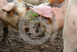 Pigs in mud