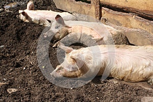 Pigs in mud