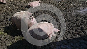 Pigs Mud Rooting