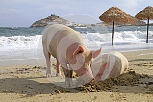 Pigs next to each other on the beach behind the waves