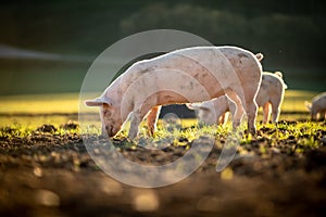 Pigs in an organic meat farm