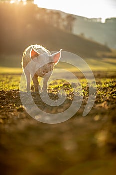 Pigs in an organic meat farm