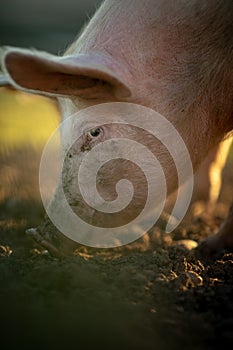 Pigs in an organic meat farm