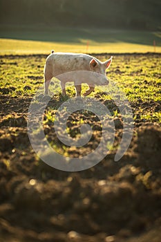 Pigs in an organic meat farm