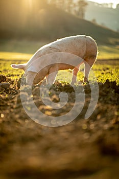 Pigs in an organic meat farm