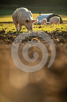 Pigs in an organic meat farm