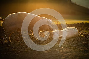 Pigs  in an organic meat farm