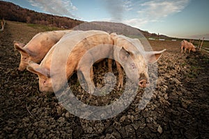 Pigs  in an organic meat farm