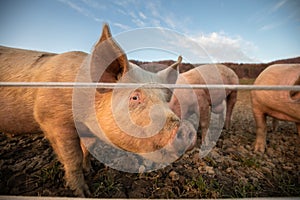 Pigs  in an organic meat farm