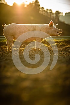 Pigs  in an organic meat farm