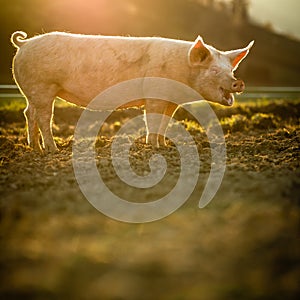 Pigs in an organic meat farm