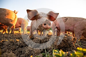 Pigs in an organic meat farm