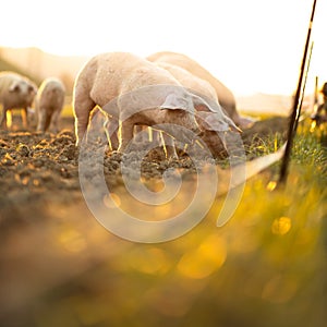 Pigs in an organic meat farm