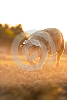 Pigs in an organic meat farm