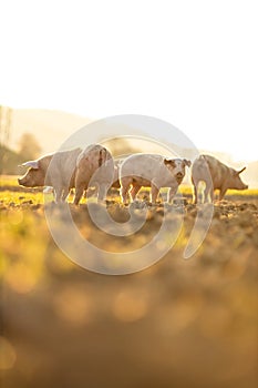 Pigs in an organic meat farm