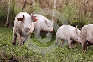 Pigs in organic pig breeding