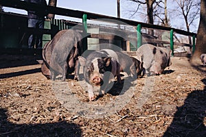 pigs outdoor on hay and straw at farm in the village waiting for food. Chinese New Year 2019. Zodiac Pig - yellow earth pig