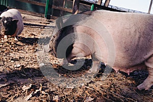 pigs outdoor on hay and straw at farm in the village waiting for food. Chinese New Year 2019. Zodiac Pig - yellow earth pig