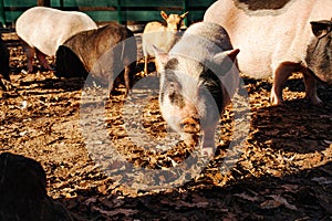 pigs outdoor on hay and straw at farm in the village waiting for food. Chinese New Year 2019. Zodiac Pig - yellow earth pig