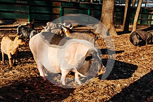 outdoor on hay and straw at farm in the village waiting for food. Chinese New Year 2019. Zodiac Pig - yellow earth pig