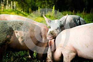 Pigs outside in the grass