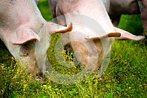 Pigs outside in the grass