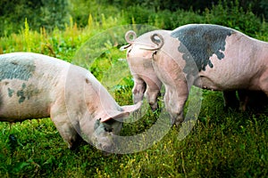 Pigs outside in the grass