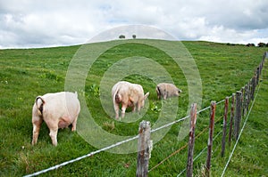 Pigs in paddock photo