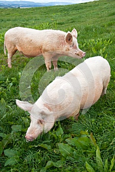 Pigs in paddock
