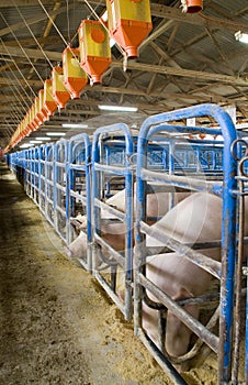 Pigs pens