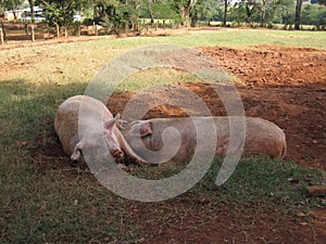 Pigs photo