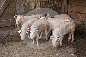 Pigs and piglets on the farm