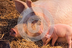 Pigs and piglets on the farm